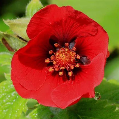 Potentilla 'Flamenco' – Pimpó