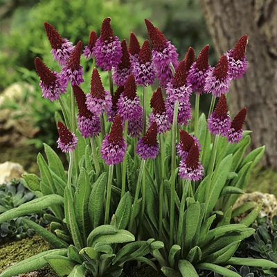 Primula vialii 'Red Rose' – Orchideakankalin