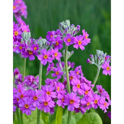 Primula beesiana – Kandeláber kankalin