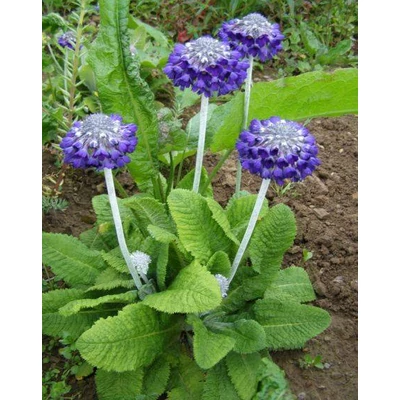 Primula capitata 'Noverna Deep Blue' – Kerekfejű himalája kankalin