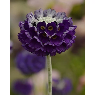 Primula capitata ssp. mooreana – Fejecskés kankalin