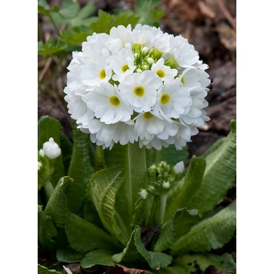 Primula denticulata 'Corolla White' - Gömbös kankalin
