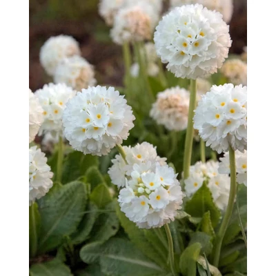 Primula denticulata 'Prom White' – Gömbös kankalin