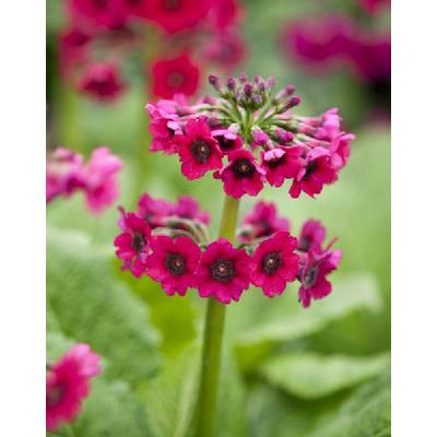 Primula japonica 'Miller's Crimson' – Japán kankalin