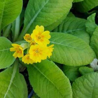Primula veris 'Bright Deep Yellow' – Tavaszi kankalin