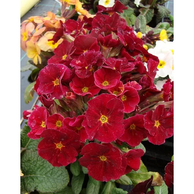 Primula veris 'Goldnugget Red' - Tavaszi kankalin