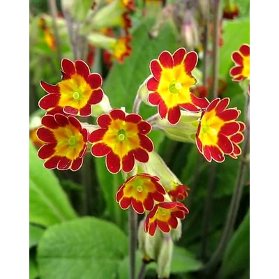 Primula veris 'Sunset Shades' – Tavaszi kankalin