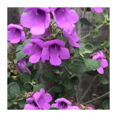 Prostanthera rotundifolia – Ausztrál menta