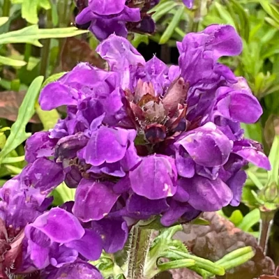 Prunella grandiflora 'Violet Blue' – Nagyvirágú gyíkfű