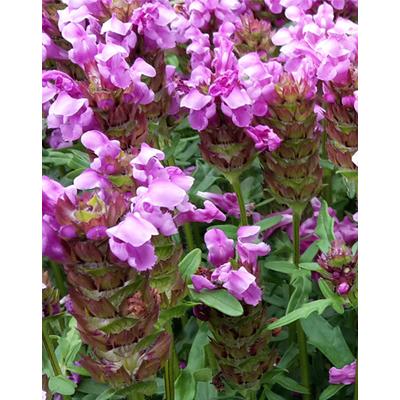 Prunella grandiflora 'Gruss aus Isernhagen' – Nagyvirágú gyíkfű