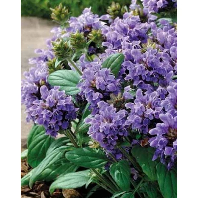 Prunella grandiflora  - Nagyvirágú gyíkfű