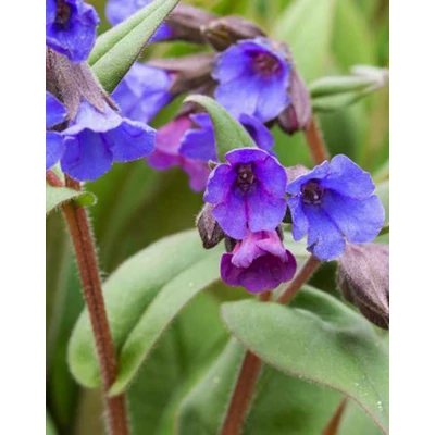 Pulmonaria 'Blue Ensign' – Tüdőfű