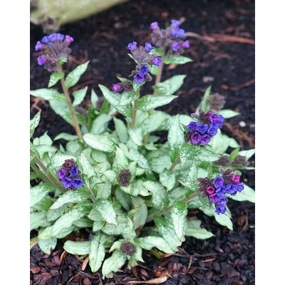 Pulmonaria longifolia 'Diana Clare'  – Tüdőfű