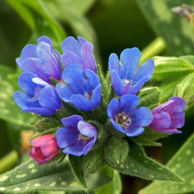 Pulmonaria longifolia 'E. B. Anderson' – Tüdőfű