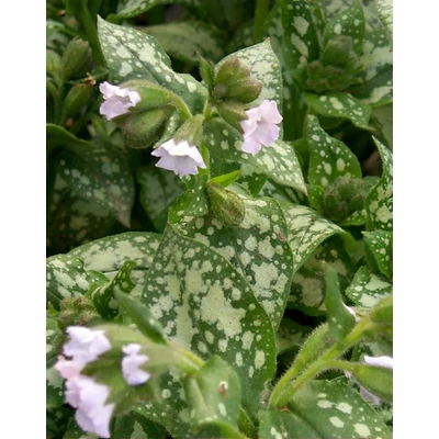 Pulmonaria 'Moonshine' – Tüdőfű