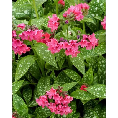 Pulmonaria 'Shrimps on the Barbie' – Tüdőfű