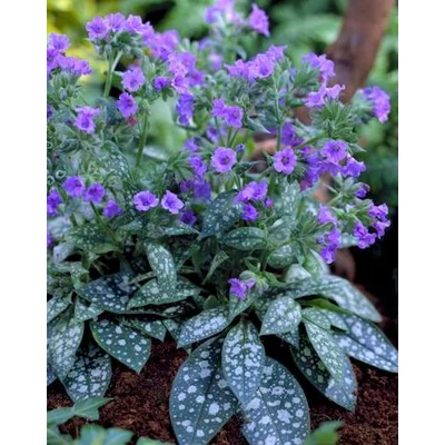 Pulmonaria 'Trevi Fountain' – Tüdőfű