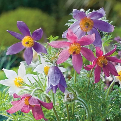 Pulsatilla vulgaris 'Heiler Hybrids' – Nyugati kökörcsin