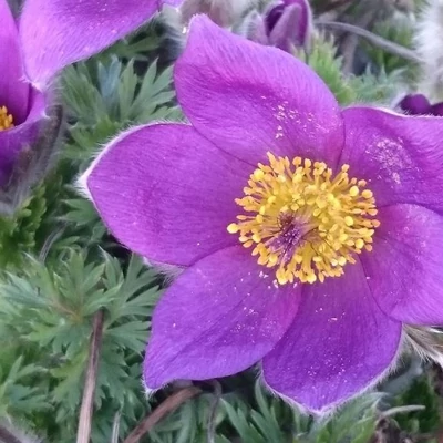 Pulsatilla vulgaris 'Blaue Glocke' – Nyugati kökörcsin