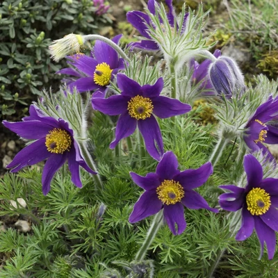 Pulsatilla vulgaris 'Violet Bells' – Nyugati kökörcsin