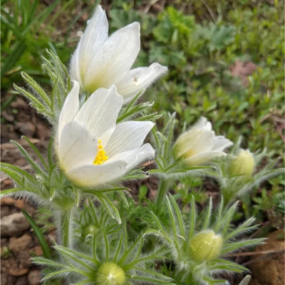 Pulsatilla vulgaris 'White Bell' – Nyugati kökörcsin
