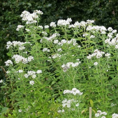 Pycnanthemum pilosum – Gyapjas hegyimenta
