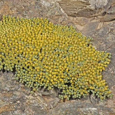 Rauolia australis – Zúzmógyep