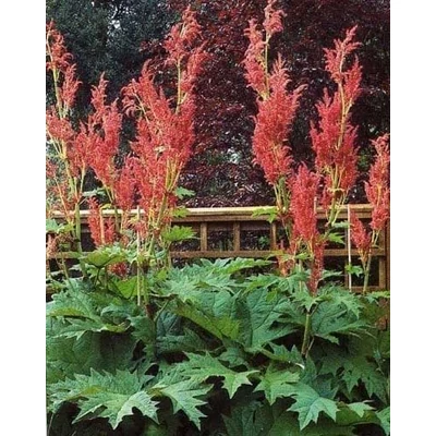 Rheum palmatum var. 'Tanguticum' - Török rebarbara
