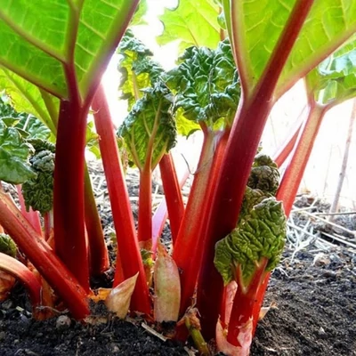Rheum rhabarbarum 'Victoria' – Rebarbara