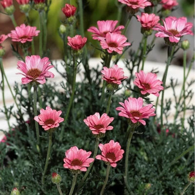 Rhodanthemum hosmariense (syn.: Leucanthemum hosmariense) 'Zagora Pink' – Marokkói margitvirág 