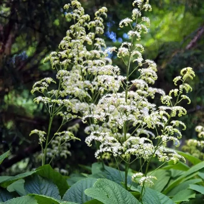 Rodgersia pinnata 'White' – Tenyeres tópartifű