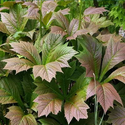 Rodgersia podophylla 'Braunlaub' – Sárgás tópartifű