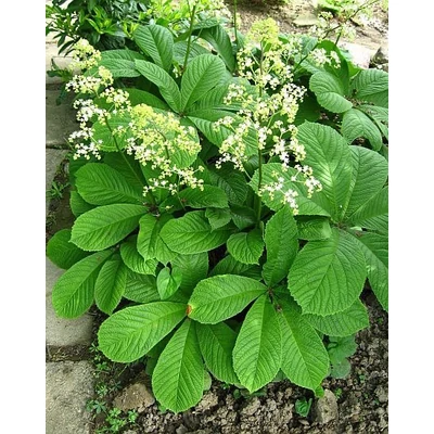 Rodgersia aesculifolia - Nagytermetű tópartifű