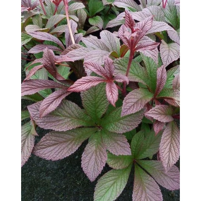 Rodgersia 'Bronze Peacock' – Bronzlevelű tópartifű