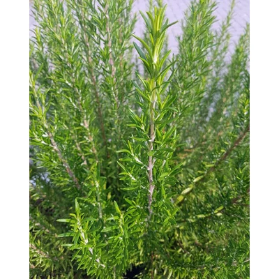 Rosmarinus officinalis 'Perigord' – Rozmaring