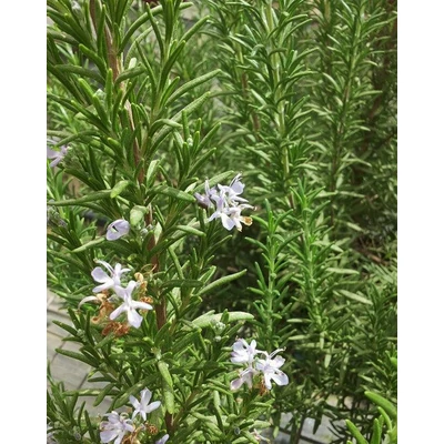 Rosmarinus officinalis 'Speedy' – Rozmaring