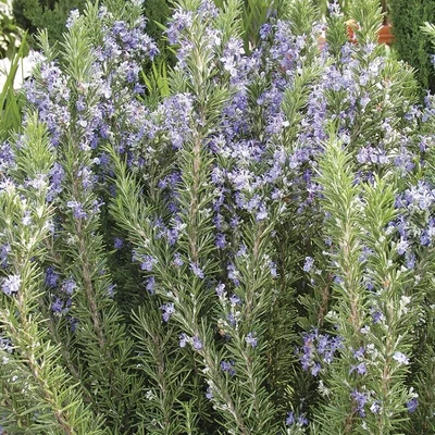 Rosmarinus officinalis 'Winter Blue' – Rozmaring