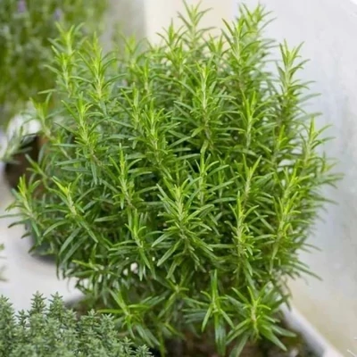 Rosmarius officinalis 'Rosi Green' – Rozmaring