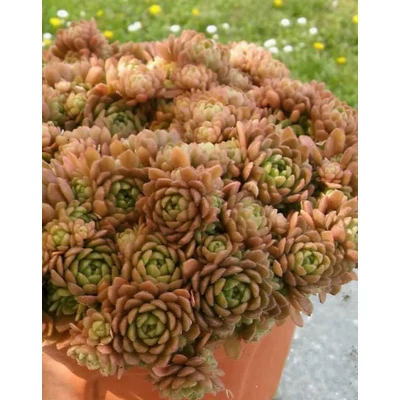 Rosularia aizoon - Kövirózsa