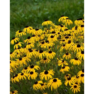 Rudbeckia 'American Gold Rush' – Kúpvirág