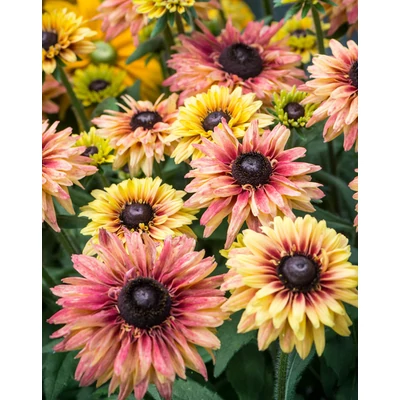 Rudbeckia 'Flamenco Apricot' – Kúpvirág
