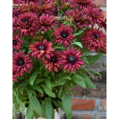 Rudbeckia 'Flamenco True Red' – Kúpvirág