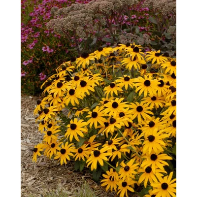 Rudbeckia fulgida 'City Garden' – Kúpvirág