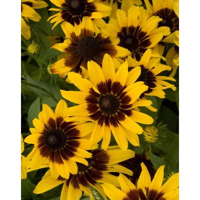 Rudbeckia hirta 'Denver Daisy' – Borzas kúpvirág (kétnyári)
