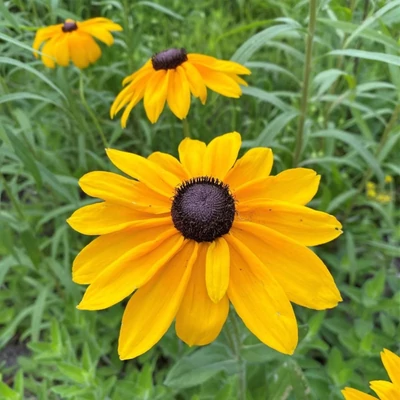 Rudbeckia hirta 'Indian Summer' – Borzas kúpvirág