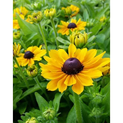 Rudbeckia hirta 'Toto Gold' – Borzas kúpvirág (kétnyári)
