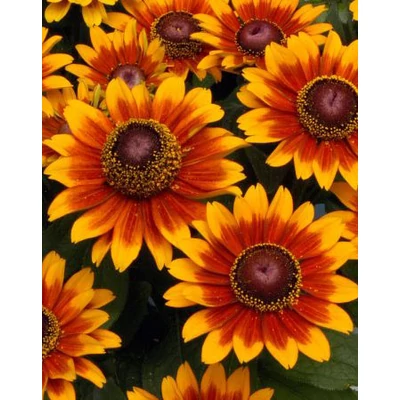 Rudbeckia hirta 'Toto Rustic' – Borzas kúpvirág (kétnyári) 