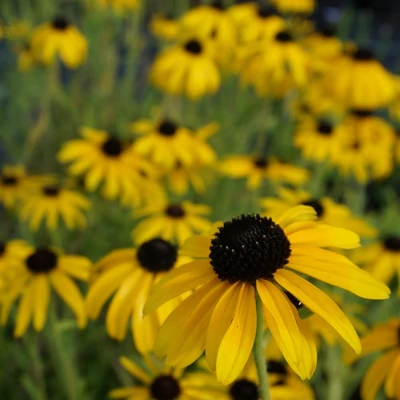 Rudbeckia missouriensis – Kúpvirág