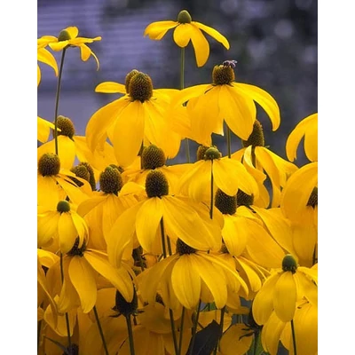 Rudbeckia nitida 'Herbstsonne' – Kúpvirág