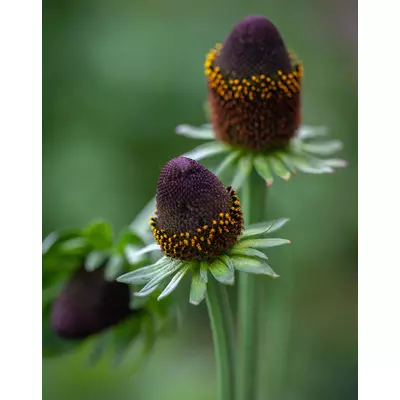 Rudbeckia occidentalis 'Green Wizard' – Nyugati kúpvirág